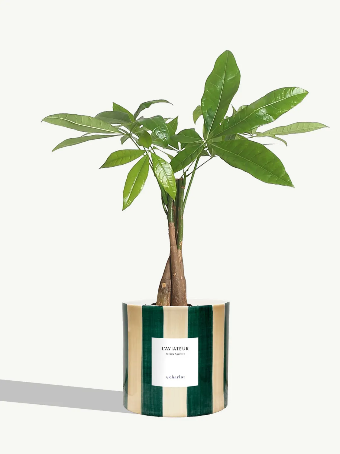 By Charlot L'Aviateur anthurium plante pot 14 cm