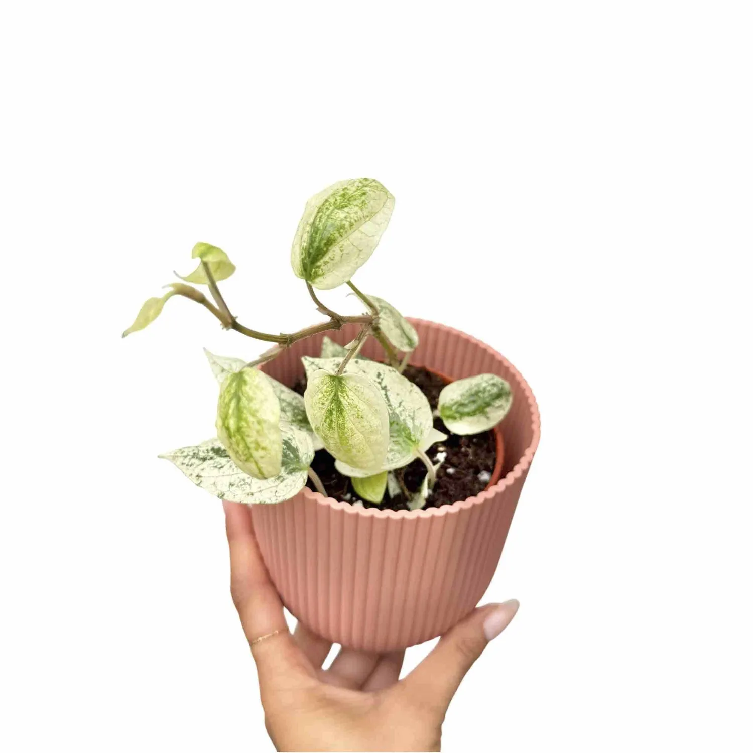 Plant and Stories Piper Macropiper Variegata plante pot 6 cm panachée