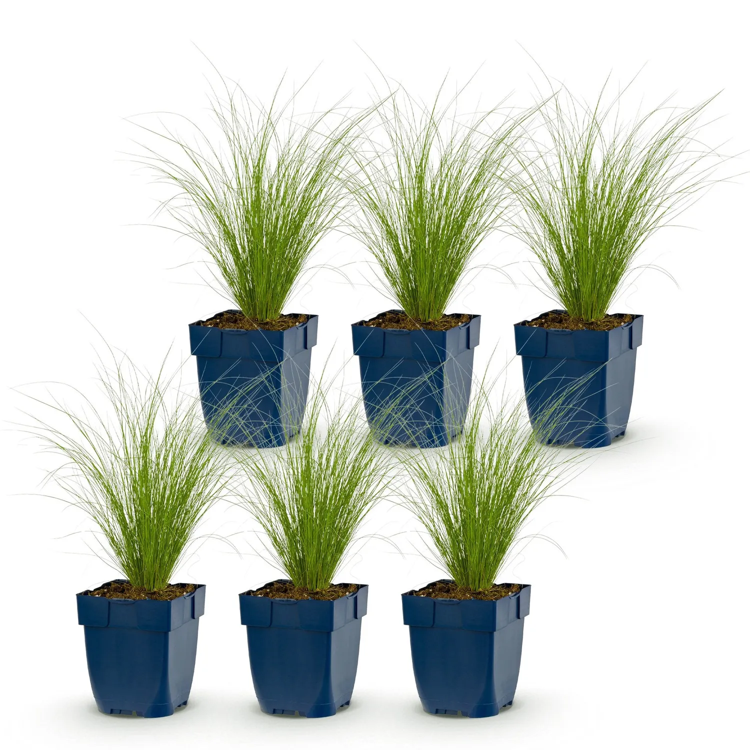 Plant and Stories Ponytails cheveux d'ange graminée 1 plant plein soleil