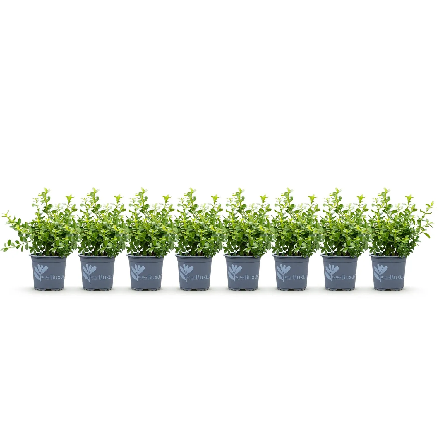 Plant and Stories Babylon Beauty buis haie pot 9 cm lot 8