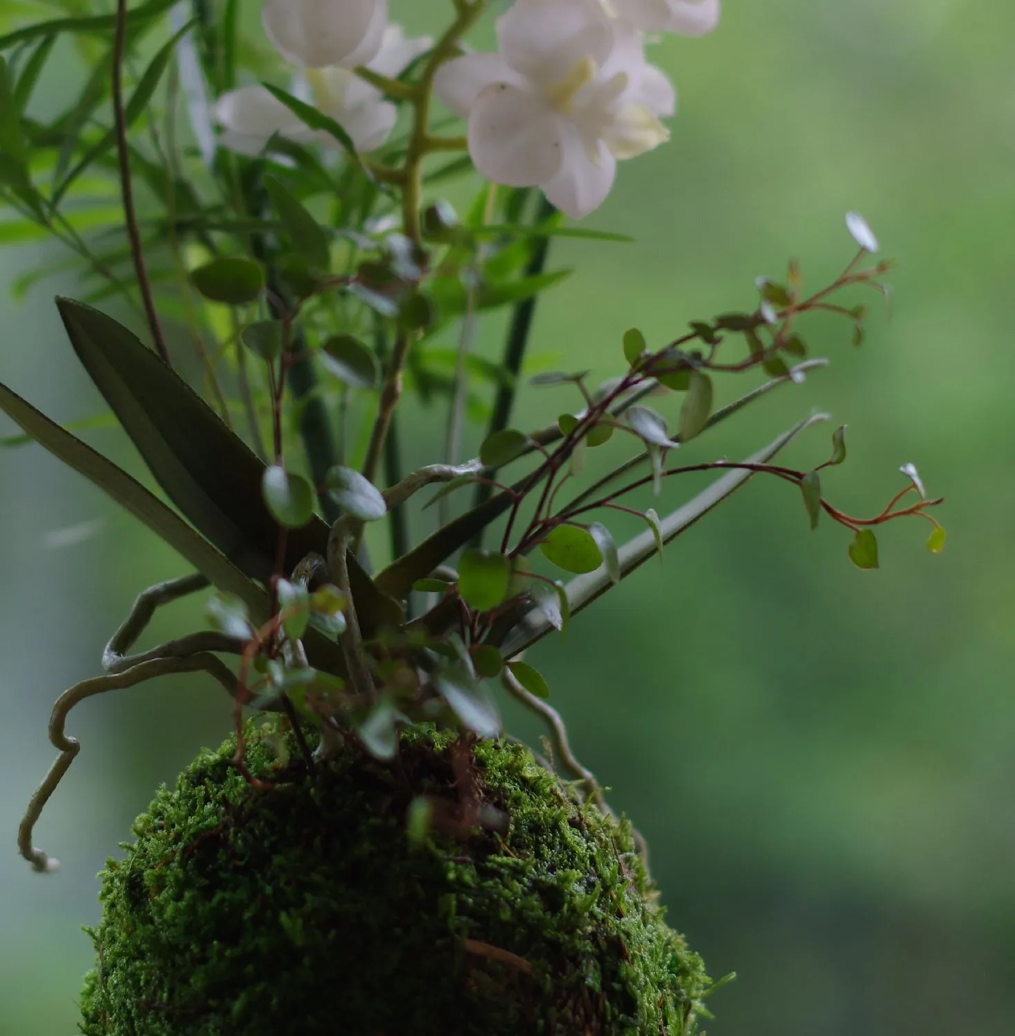 AQUAPHYTE Clos Lucé kokedama orchidée composition