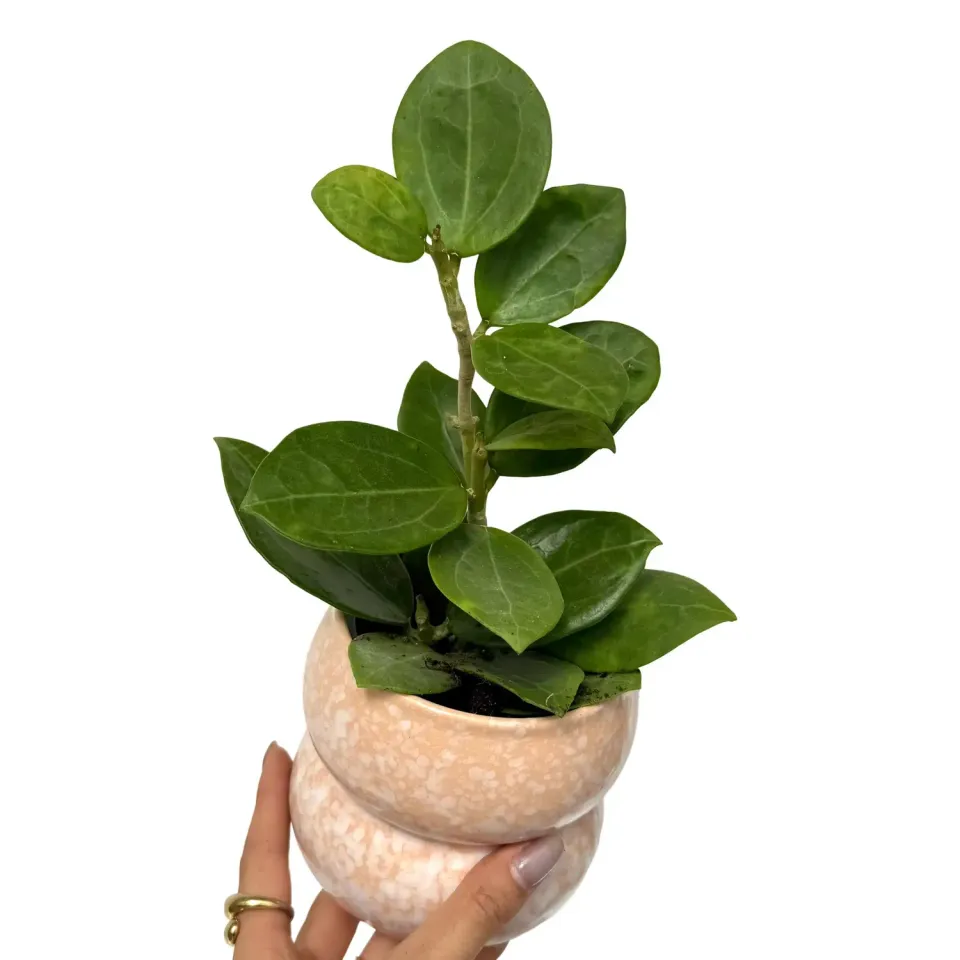 Plant and Stories Hoya Christine plante pot 9 cm feuillage argenté