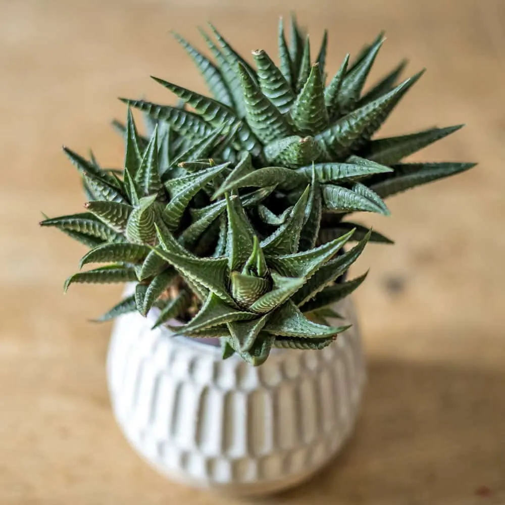 Réconciliation Végétale echeveria haworthia plantes grasses lot de 2 faciles