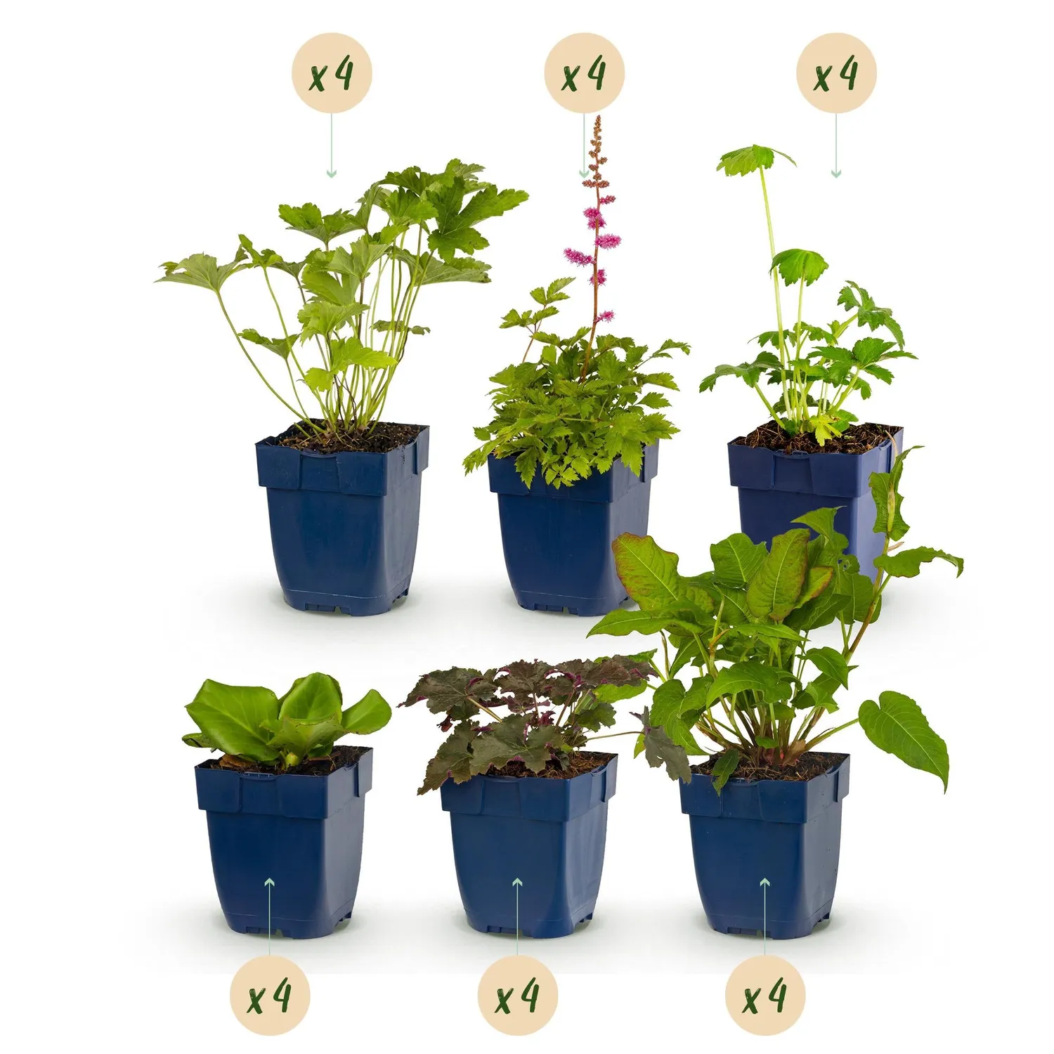 Plant and Stories vivaces ombre lot 6 plants pot 11 cm