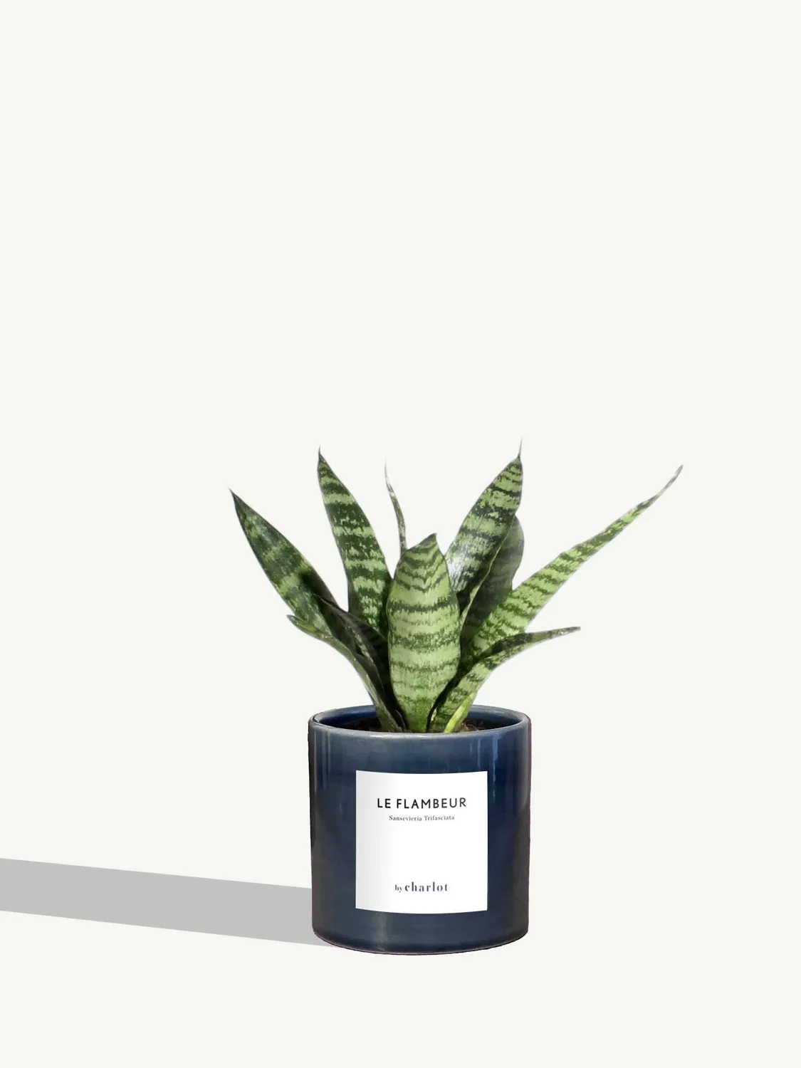 By Charlot Le Flambeur petite plante sansevieria XS