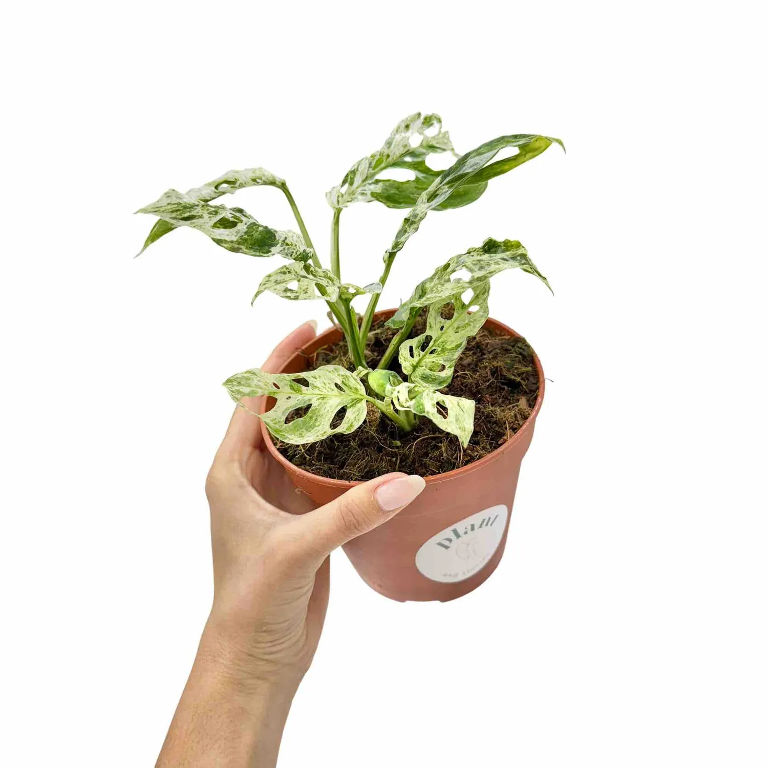 Plant and Stories Monstera Frozen Freckles plante pot 12 cm panachée