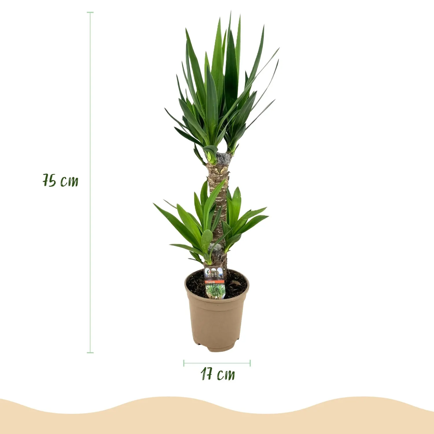 Plant and Stories Yucca Elephantipes plante 75 cm pot 17 cm robuste