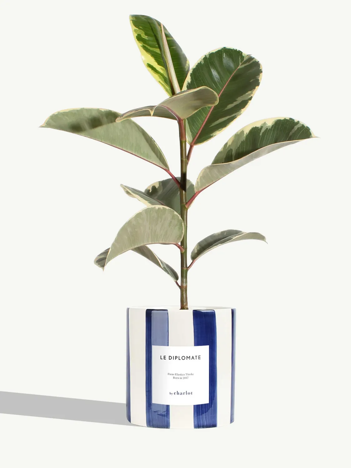 By Charlot Le Diplomate ficus tineke plante verte 45 cm