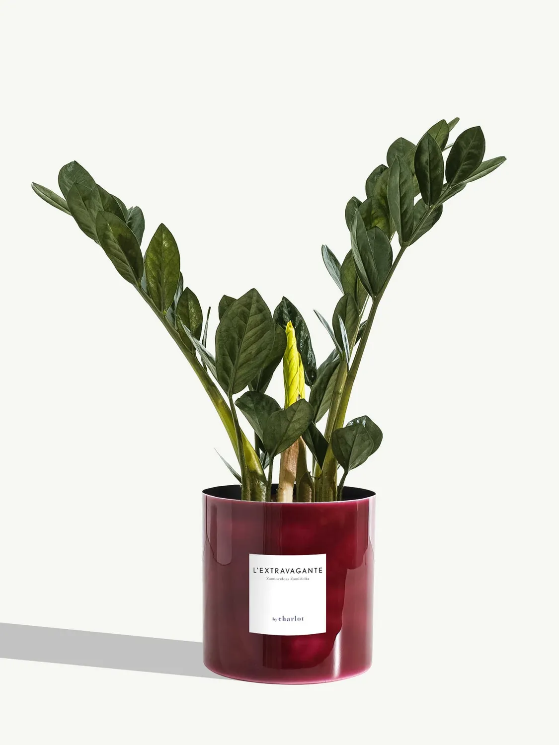 By Charlot L'Extravagante zamioculcas 50 cm pot 14 cm