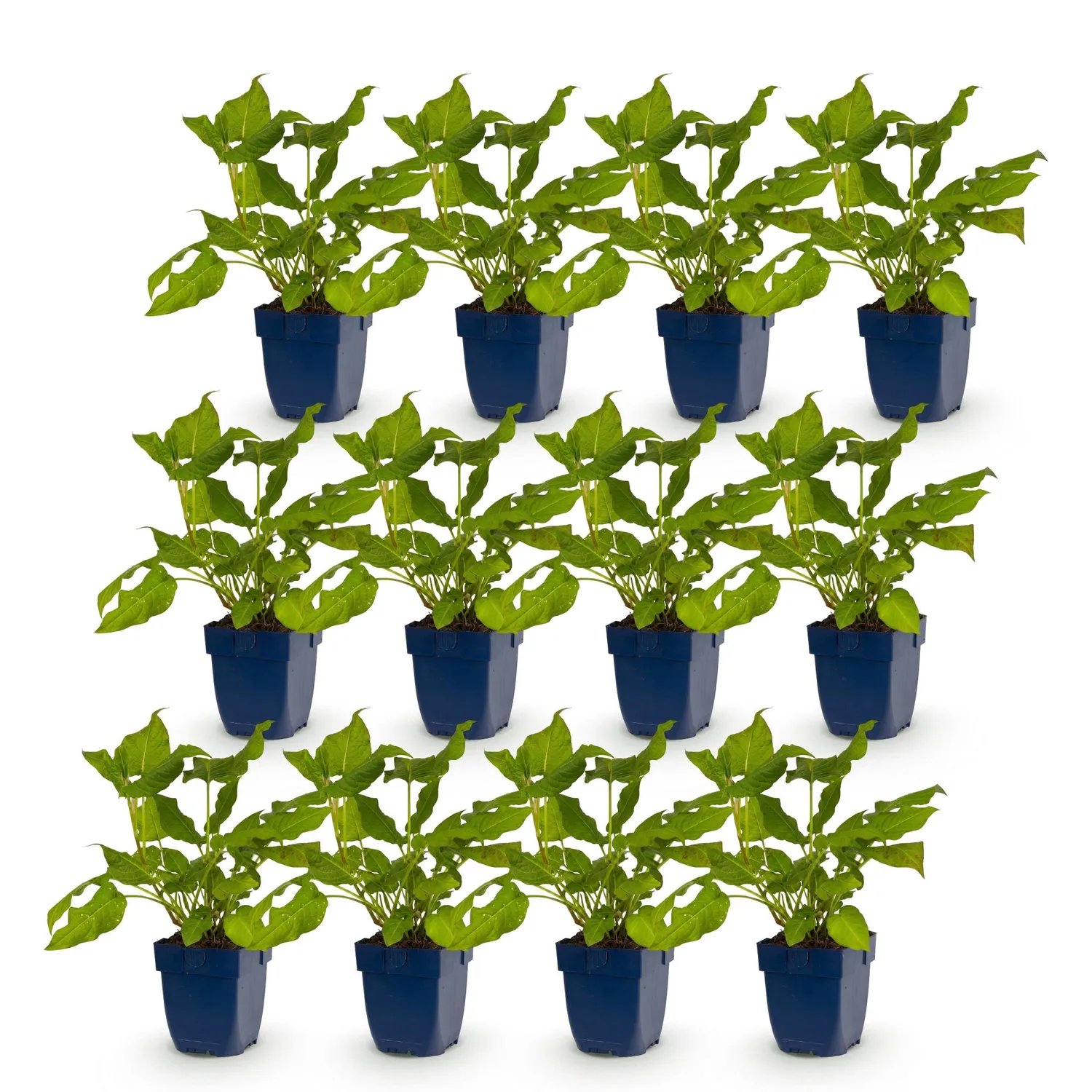 Plant and Stories Renouée Persicaria amplexicaulis vivace pot 11cm rouge