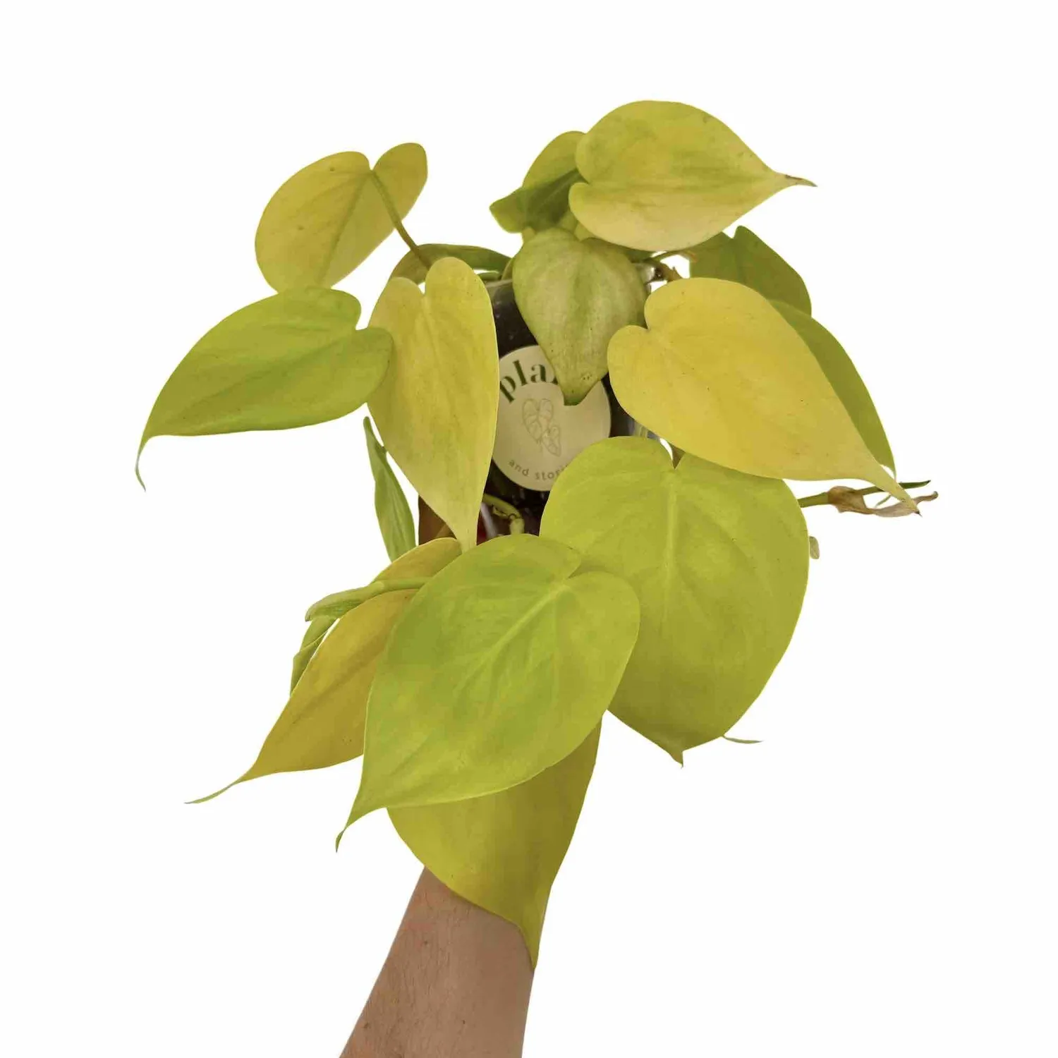 Plant and Stories Philodendron Scandens Lemon Lime pot 12 cm