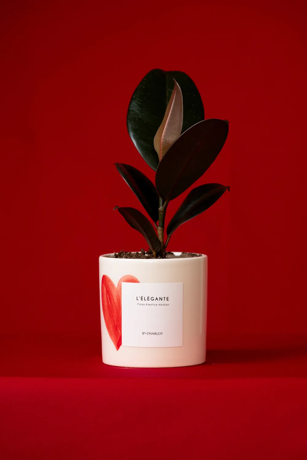 By Charlot L'Élégante plante verte facile