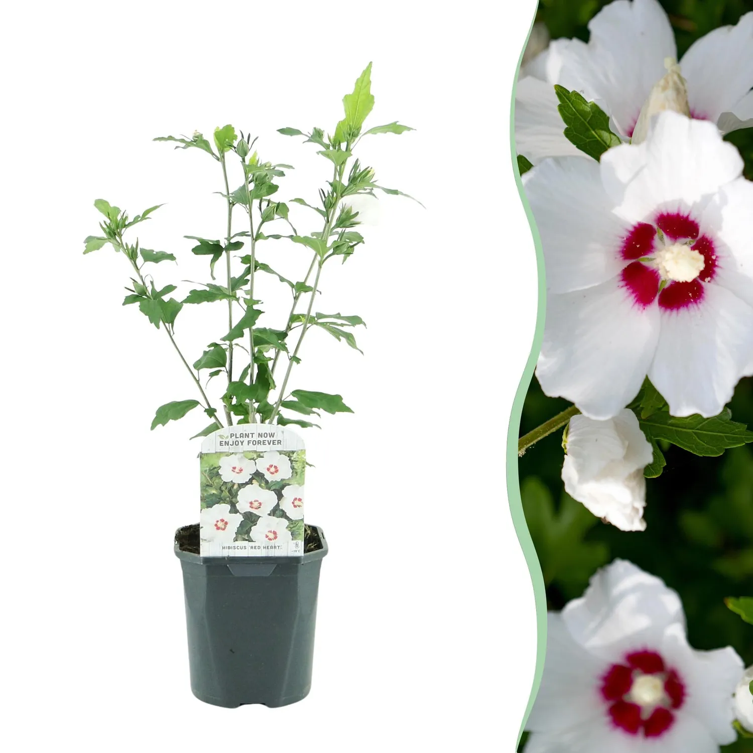 Plant and Stories Hibiscus Red Heart arbuste pot 17 cm
