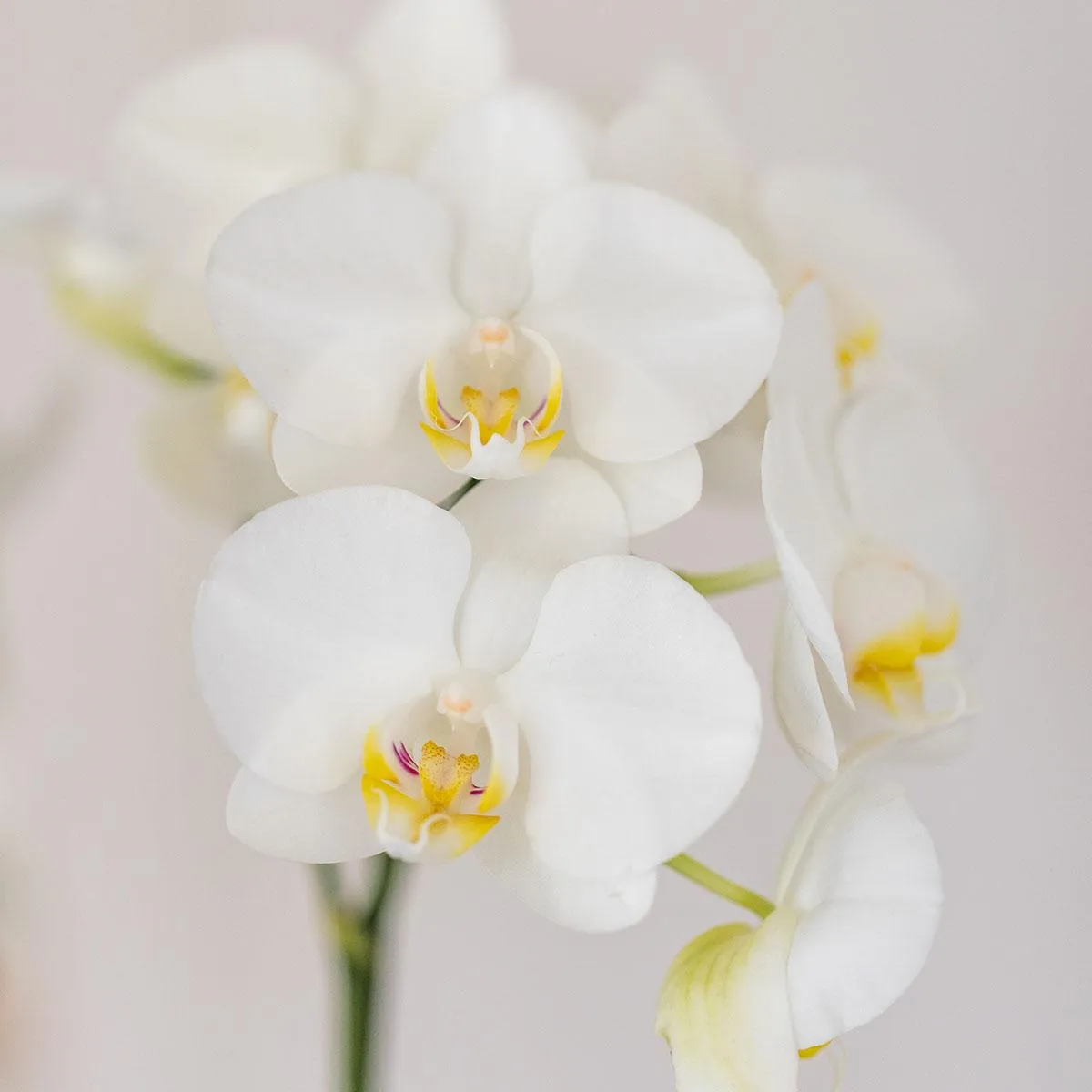Plant and Stories Phalaenopsis blanche orchidée coffret 9 cm
