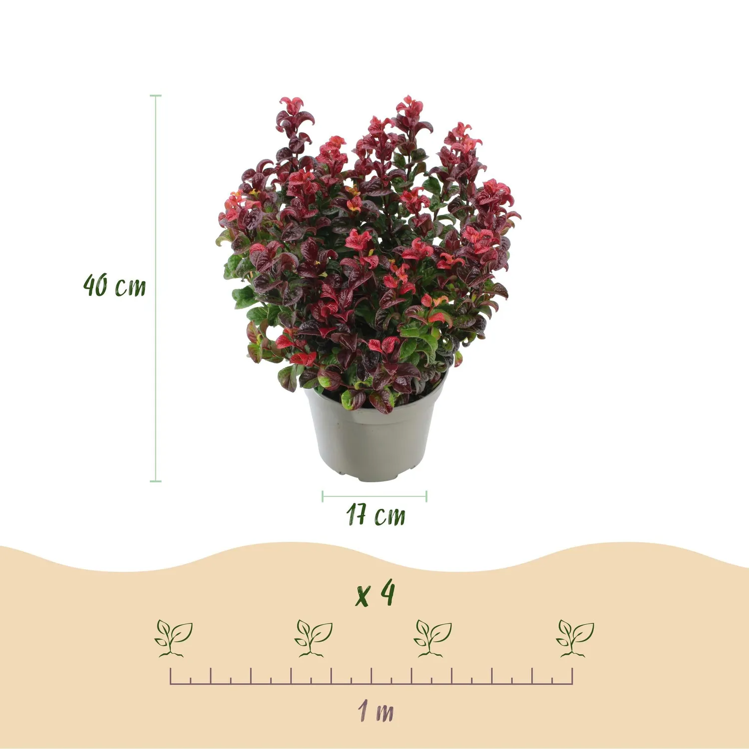 Plant and Stories Leucothoé Curly Red arbuste 1 plant persistant