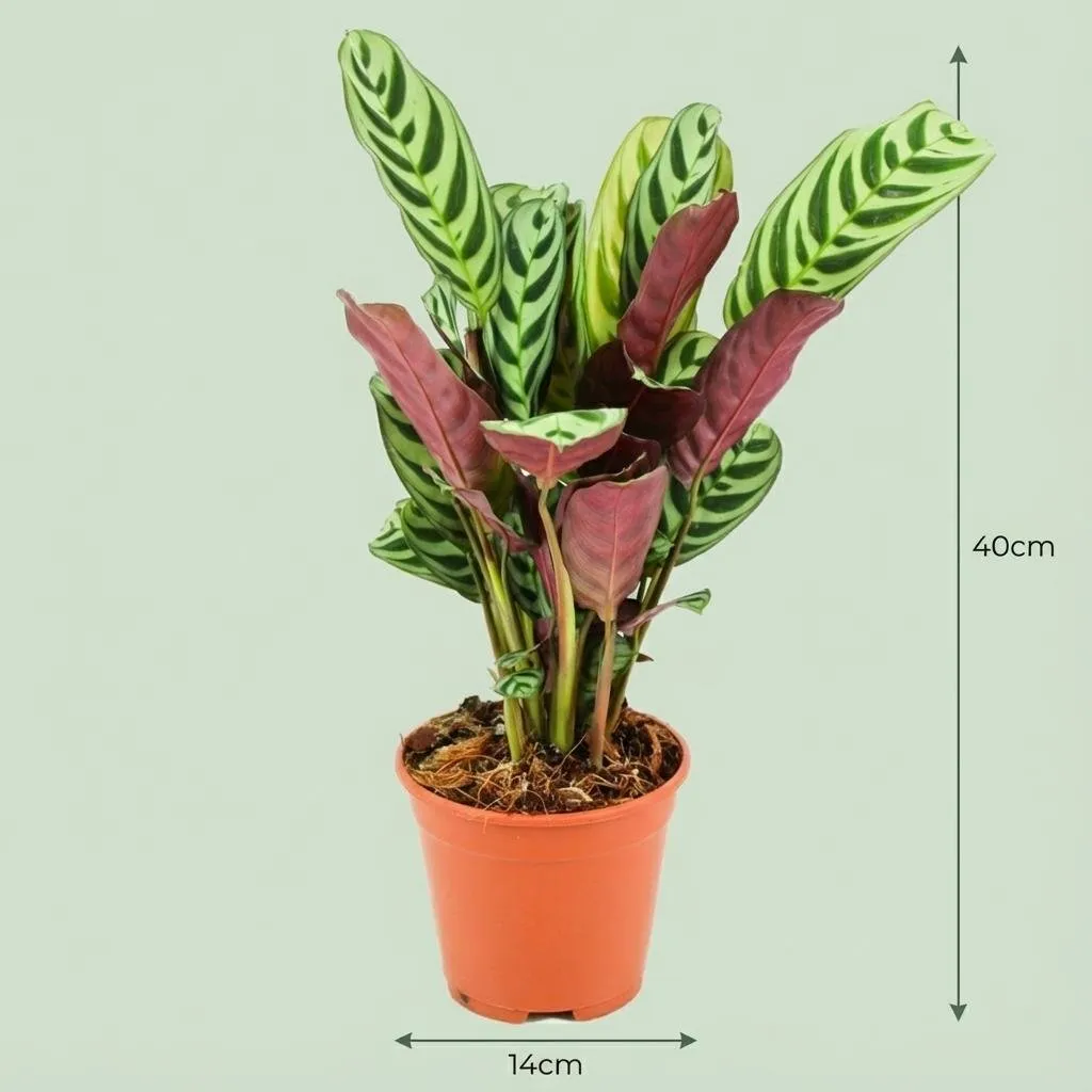 Plant and Stories Burle-Marxii ctenanthe rayé pot 14 cm