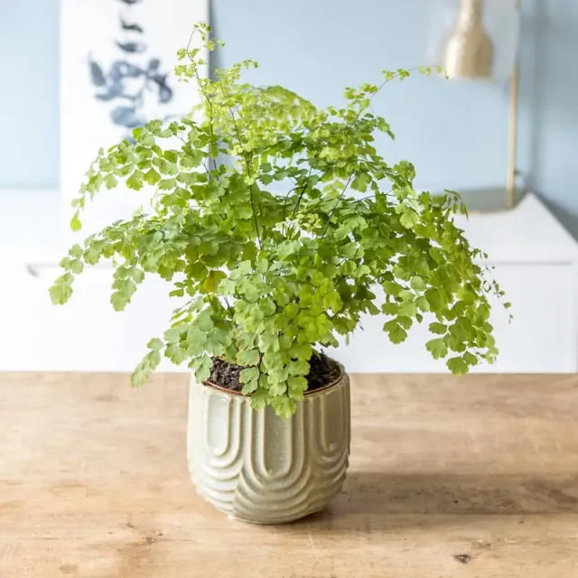 Réconciliation Végétale Melissa fougère intérieure Adiantum Fragrans