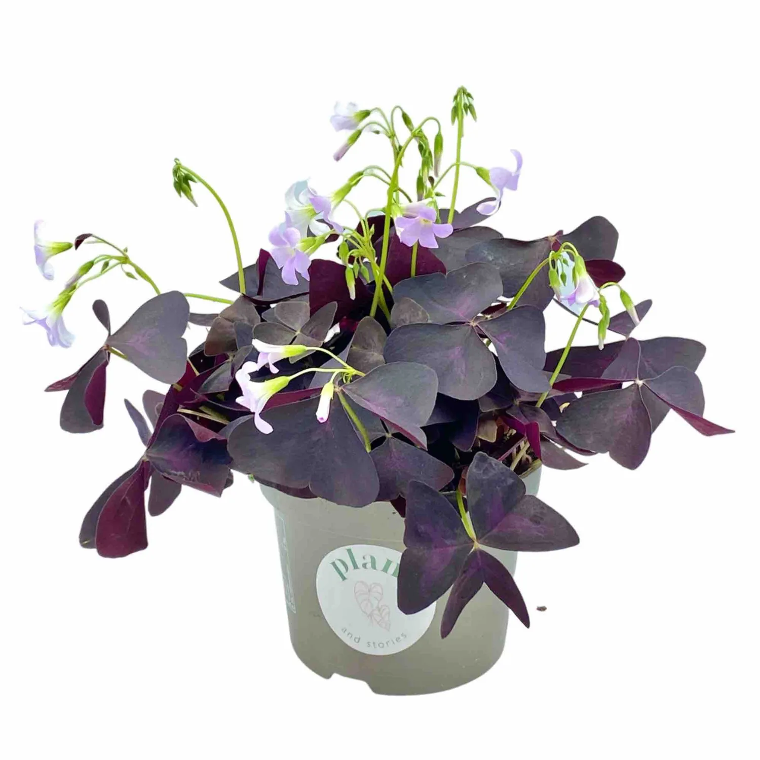 Plant and Stories Oxalis Triangularis plante pot 12 cm pourpre