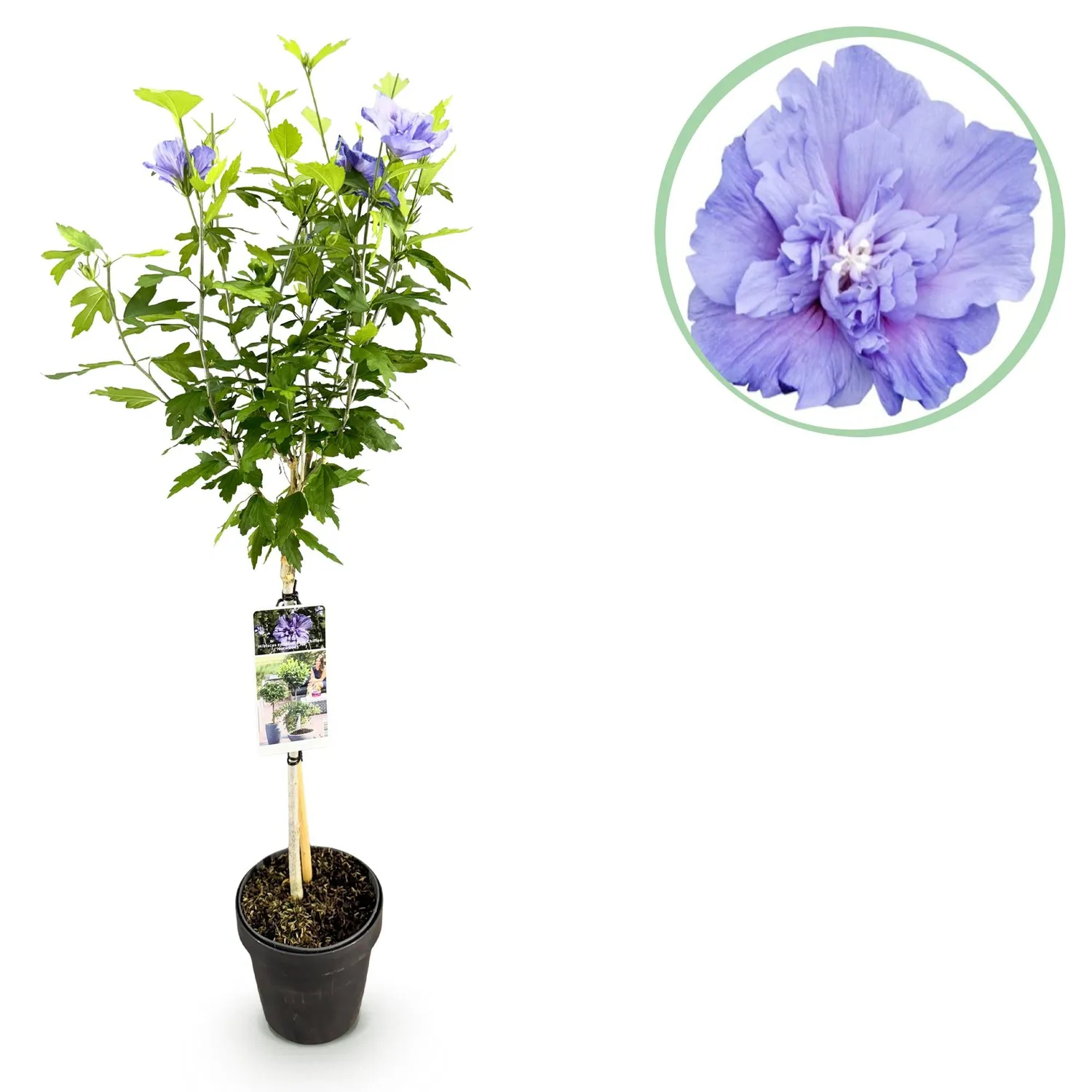 Plant and Stories Hibiscus Blue Chiffon arbuste fleurs 90 cm pot 19 cm