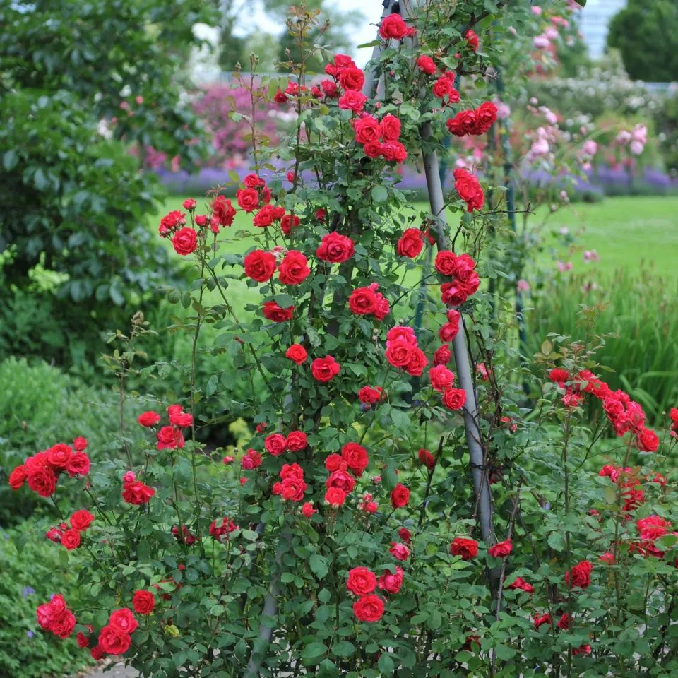 Plant and Stories Rosier Paul Scarlet grimpant rouge pot 11cm lot 2