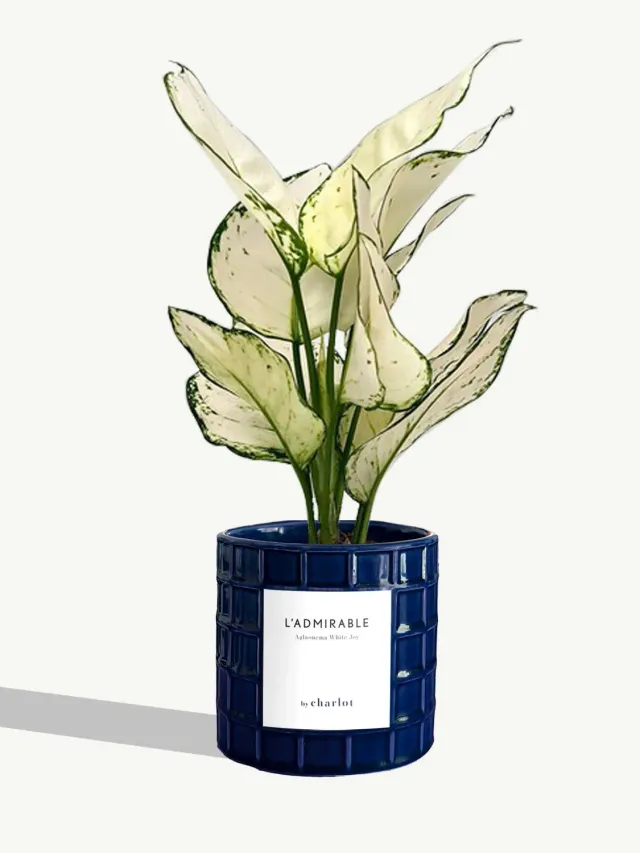 By Charlot L'Admirable plante pot S aglaonema blanc