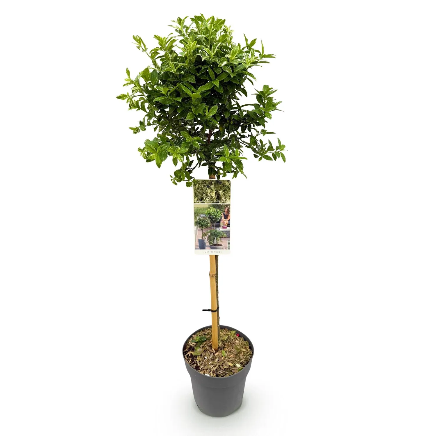 Plant and Stories Harlequin fusain sur tige 90 cm pot 19 cm panaché