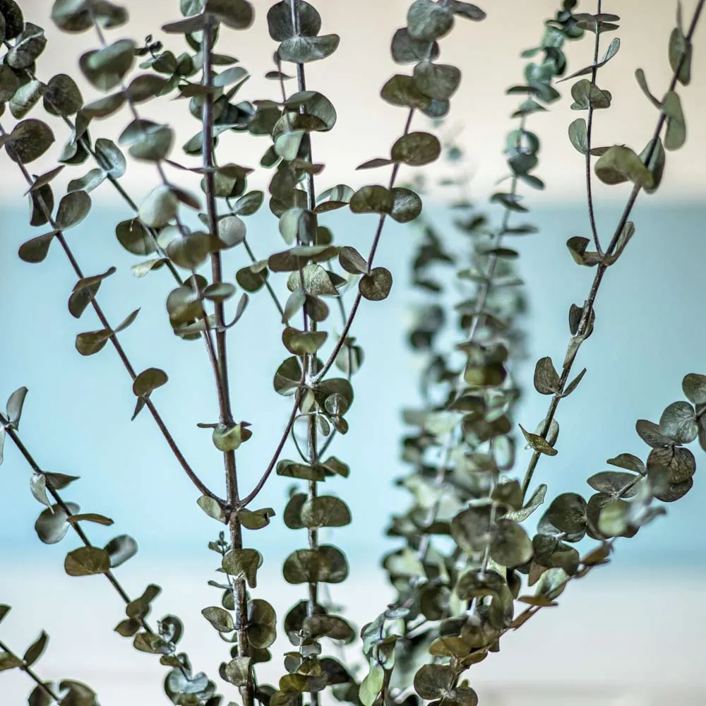 Réconciliation Végétale eucalyptus baby botte fleurs séchées 150g