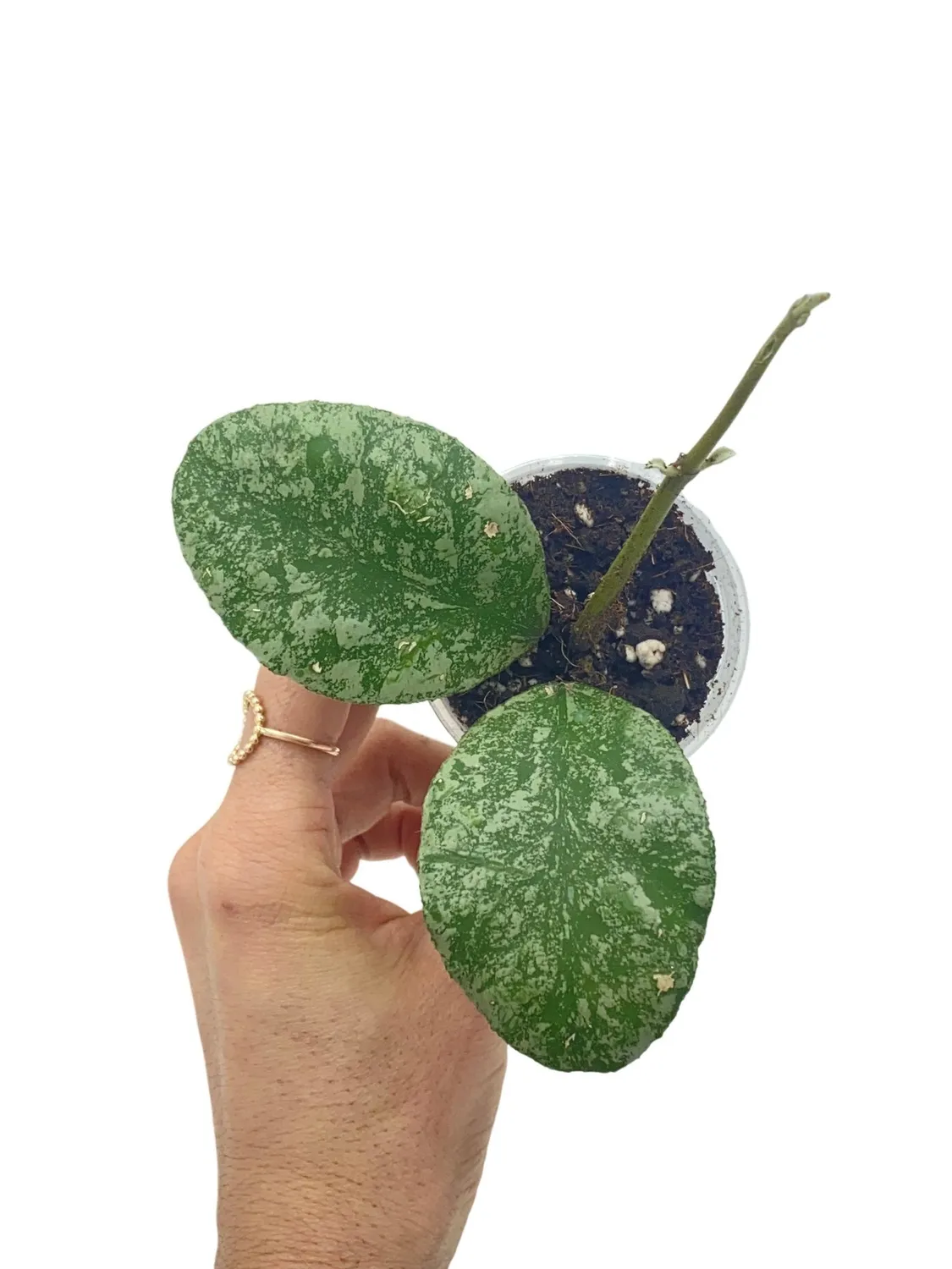Plant and Stories Hoya Waymaniae Kapuas Cloudy Sky plante pot 8 cm