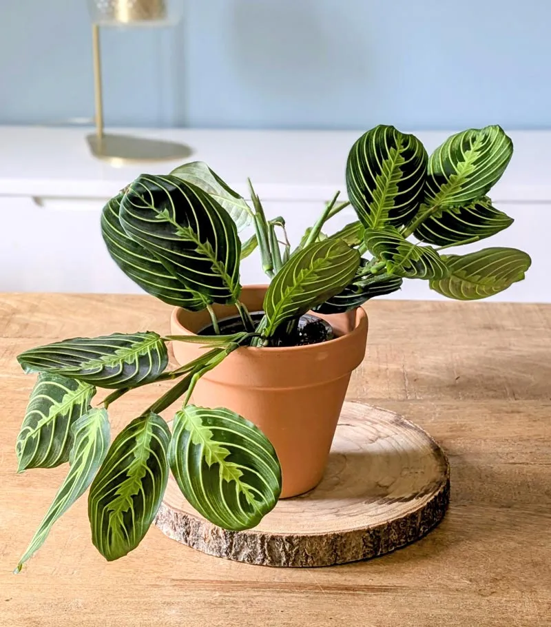 Réconciliation Végétale Maranta lot 2 plantes vertes D12 mi-ombre