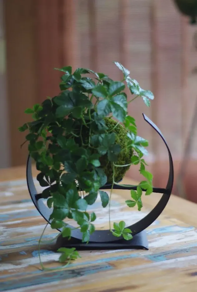 Aquaphyte Kokedama Striata Ichi plante vigne intérieur