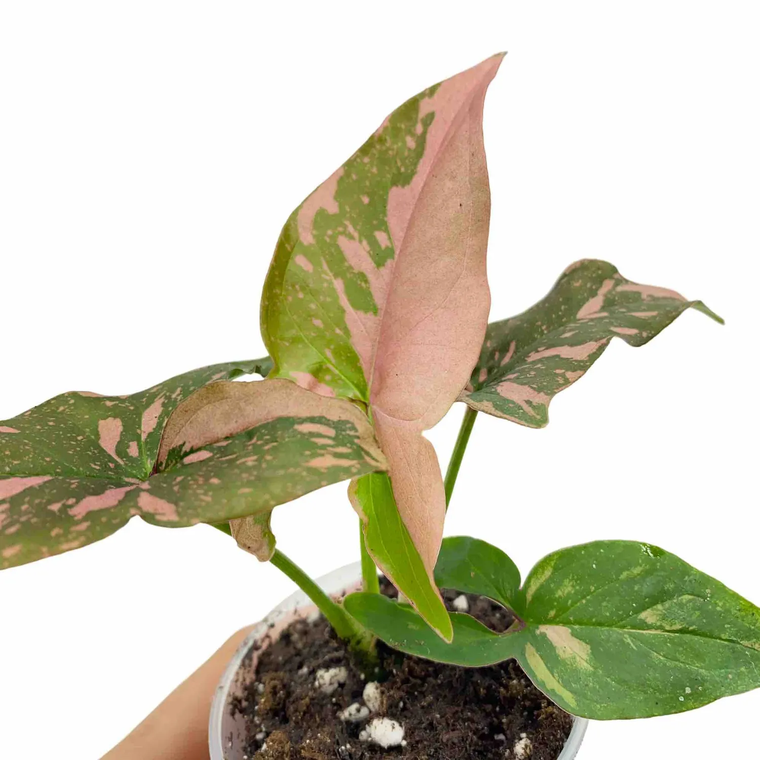 PLANT AND STORIES Syngonium Red Spot plante pot 6 cm rose