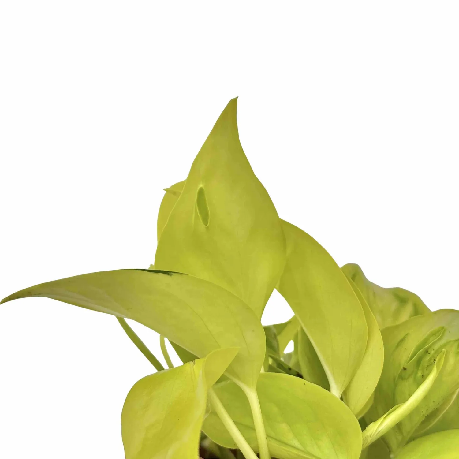 Plant and Stories Epipremnum Champs Elysées pothos pot 12cm grande feuille