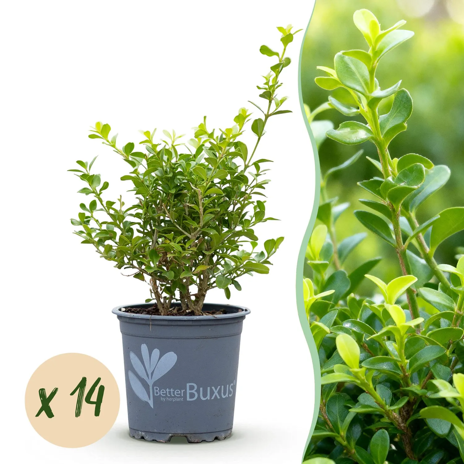 Plant and Stories Babylon Beauty buis haie lot 7 pots 11 cm