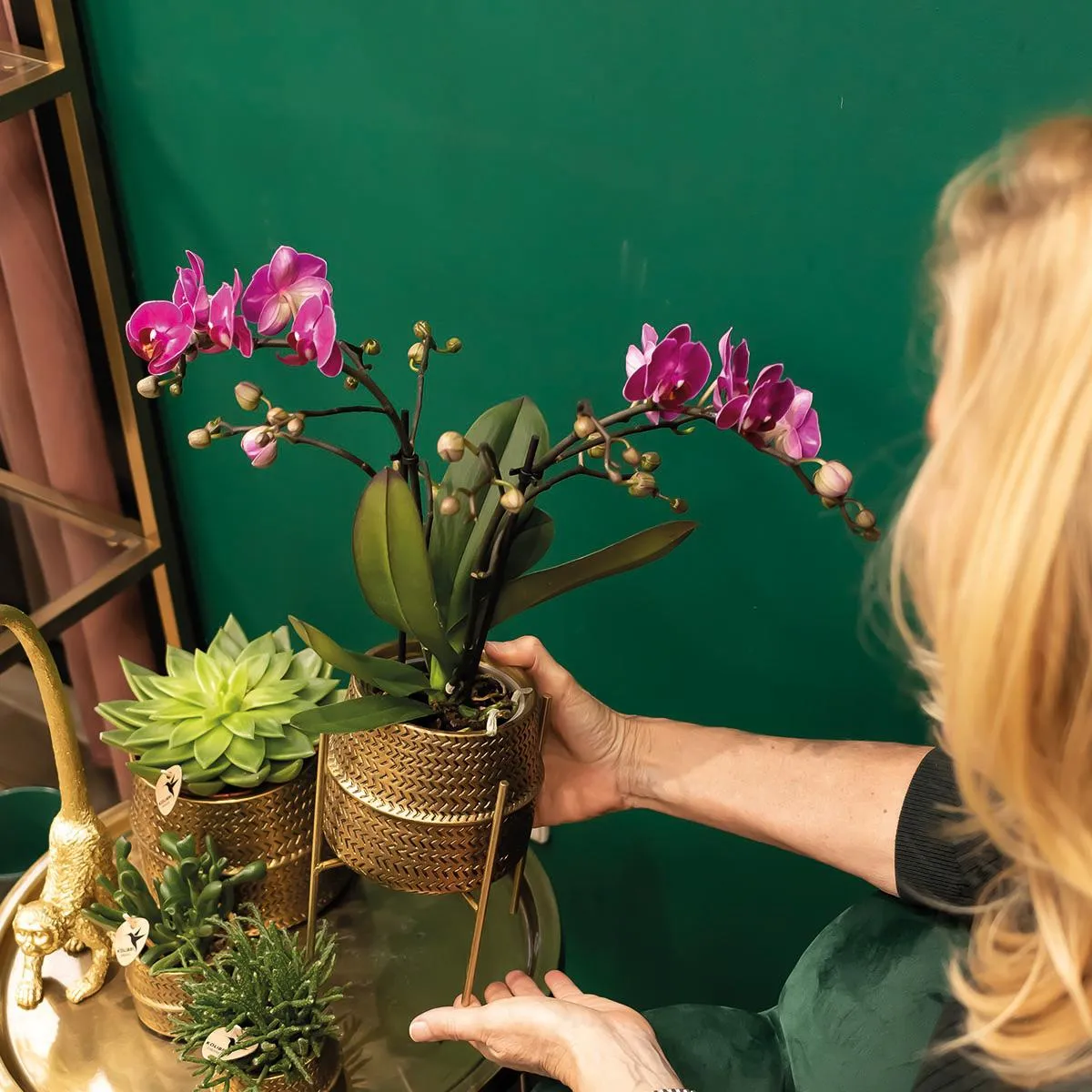 Plant and Stories Phalaenopsis Morelia orchidée violette pot 9 cm