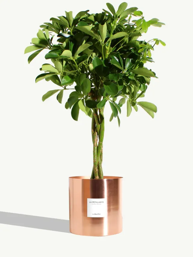 By Charlot La Pétillante plante très grande cuivre