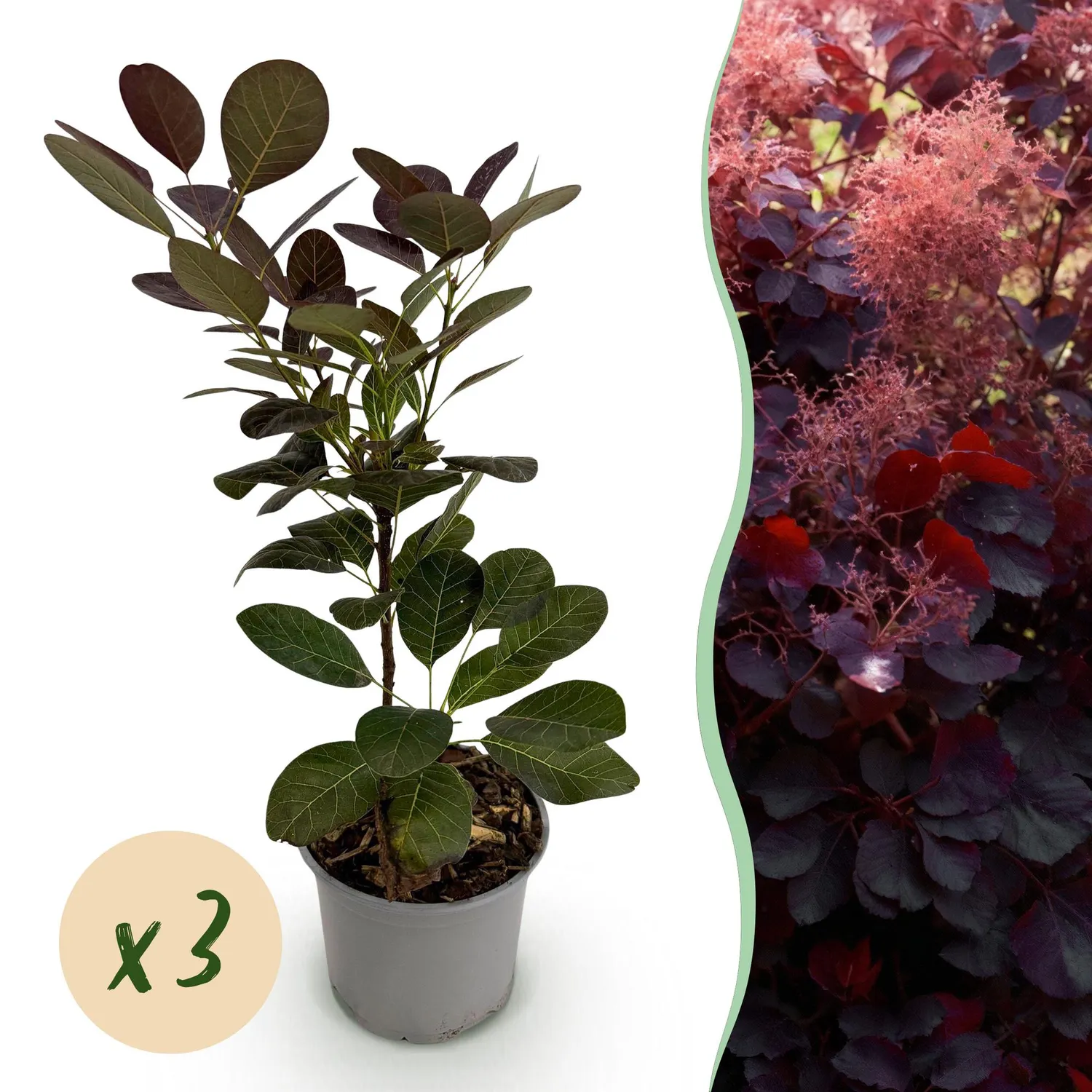 Plant and Stories arbre à perruque Royal Purple pot 12 cm pourpre