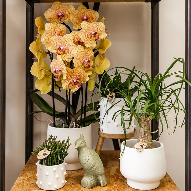 Plant and Stories Sunny Bunny orchidée orange pot 12 cm