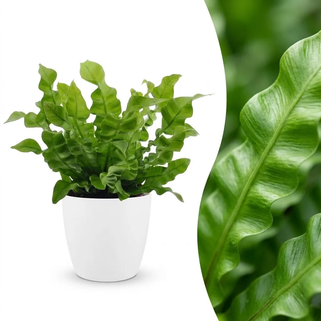 Plant and Stories Crispy Wave fougère nid pot 12 cm 1 plante