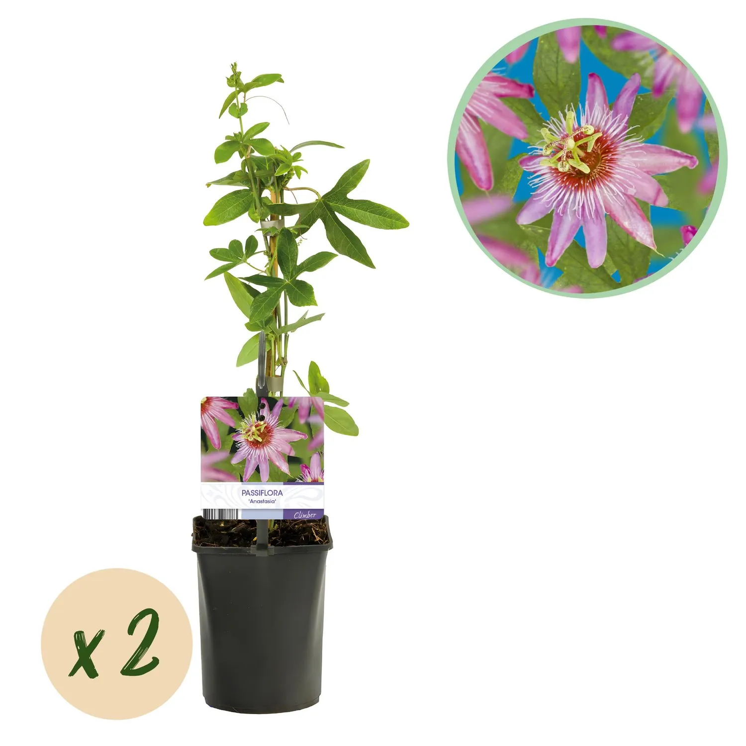 Plant and Stories Passiflore Anastasia grimpante lot 2 rose