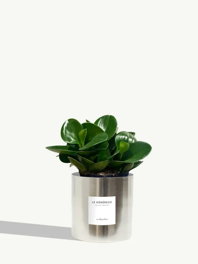 By Charlot Le Généreux peperomia plante pot 14 cm