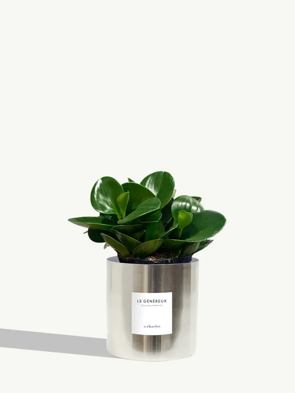 By Charlot Le Généreux peperomia plante pot 14 cm