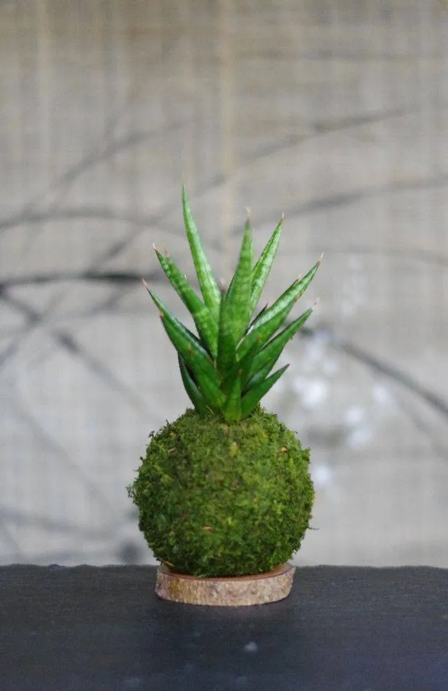 Aquaphyte Francissii Magnet kokedama sansevieria
