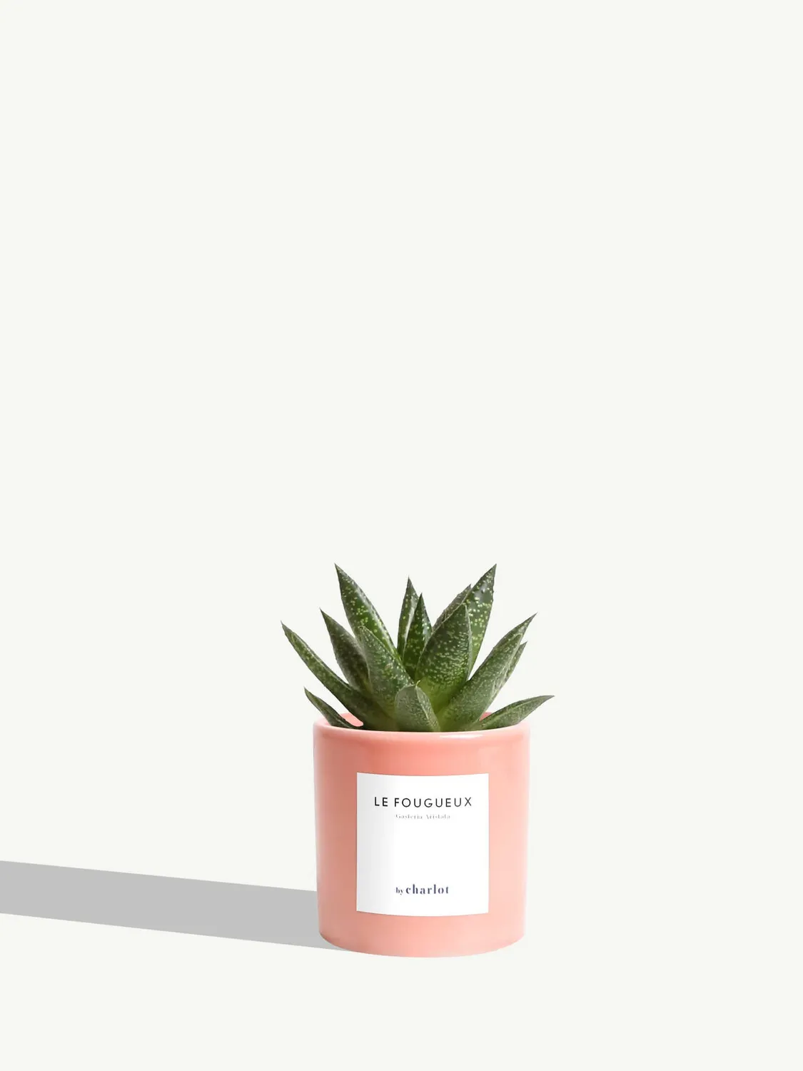 By Charlot Le Fougueux mini plante XS succulente