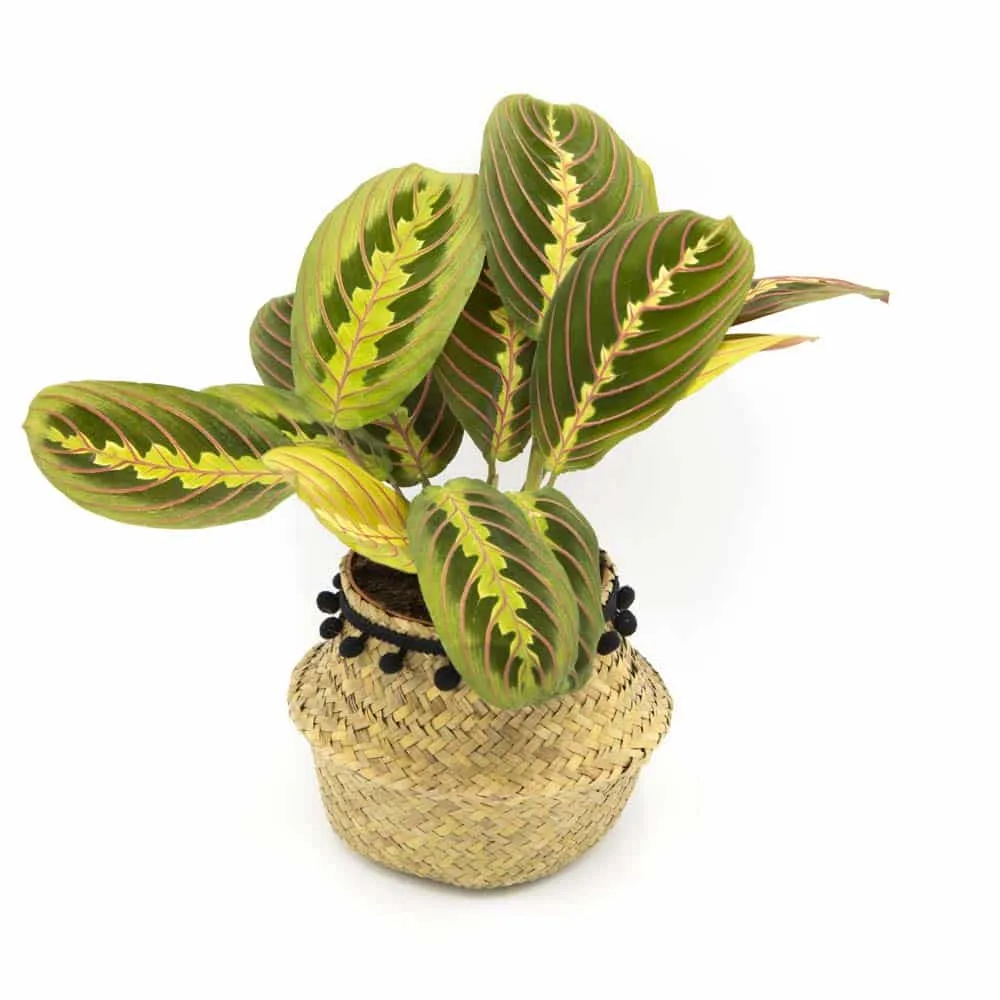 Réconciliation Végétale Marie maranta leuconeura fascinator plante verte