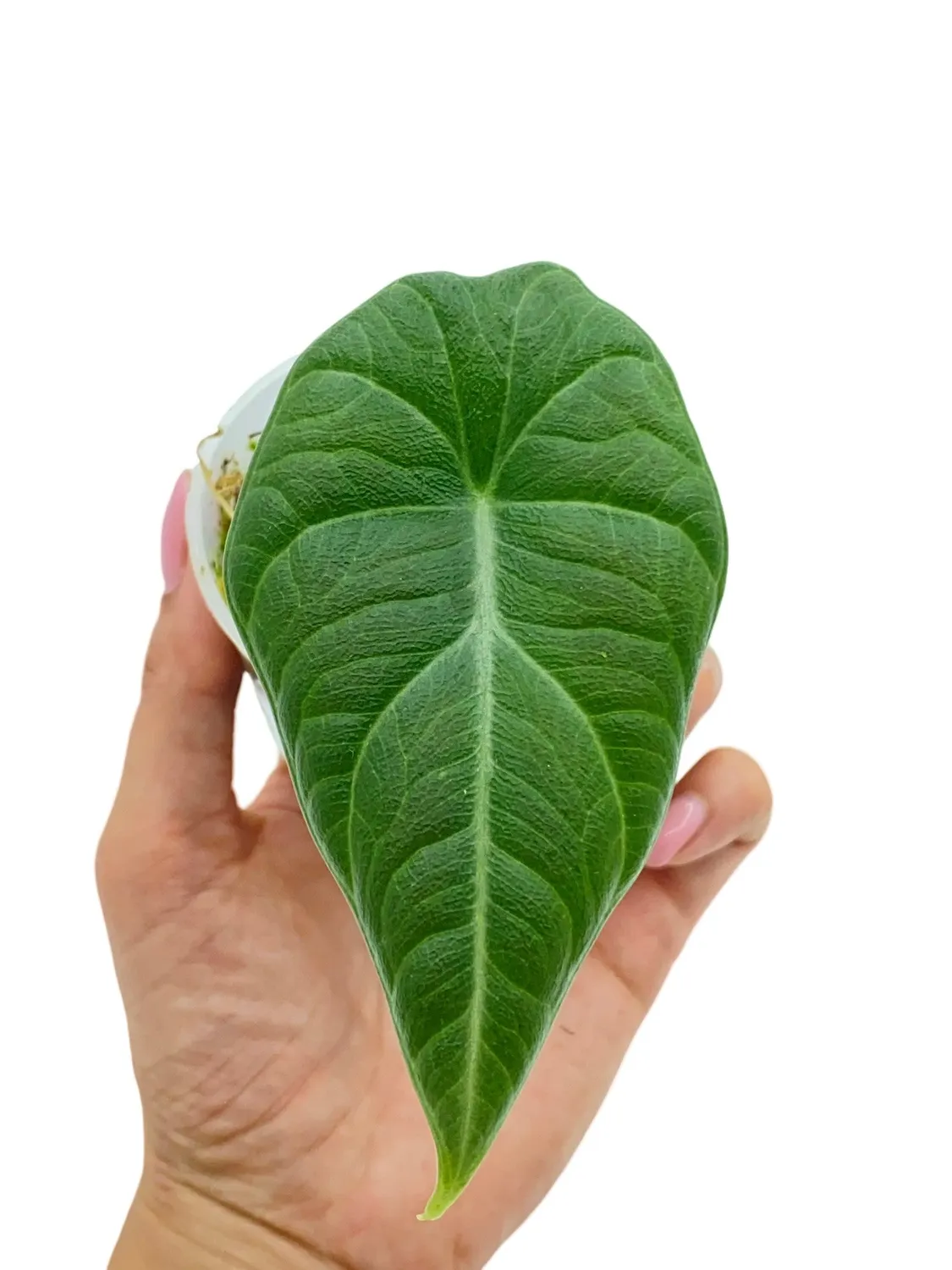 PLANT AND STORIES Alocasia Maharani plante pot 6 cm
