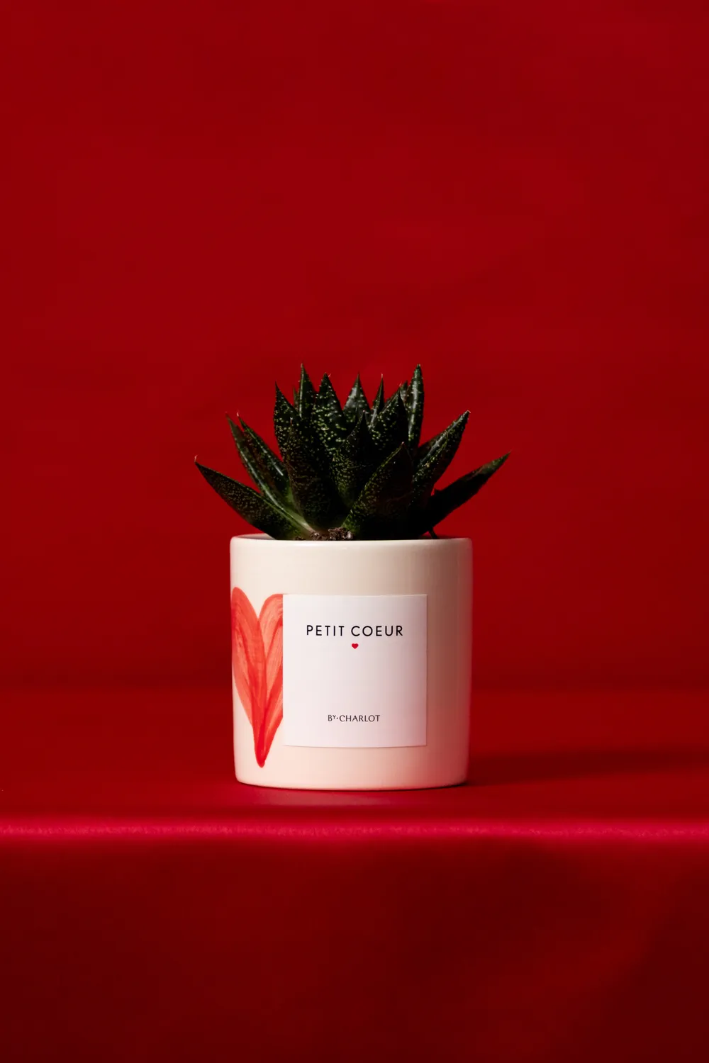 By Charlot Le Fougueux mini plante XS succulente