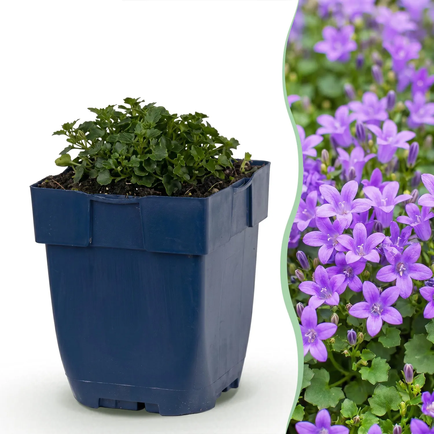 PLANT AND STORIES Campanule des murs couvre-sol 1 plant pot 11 cm