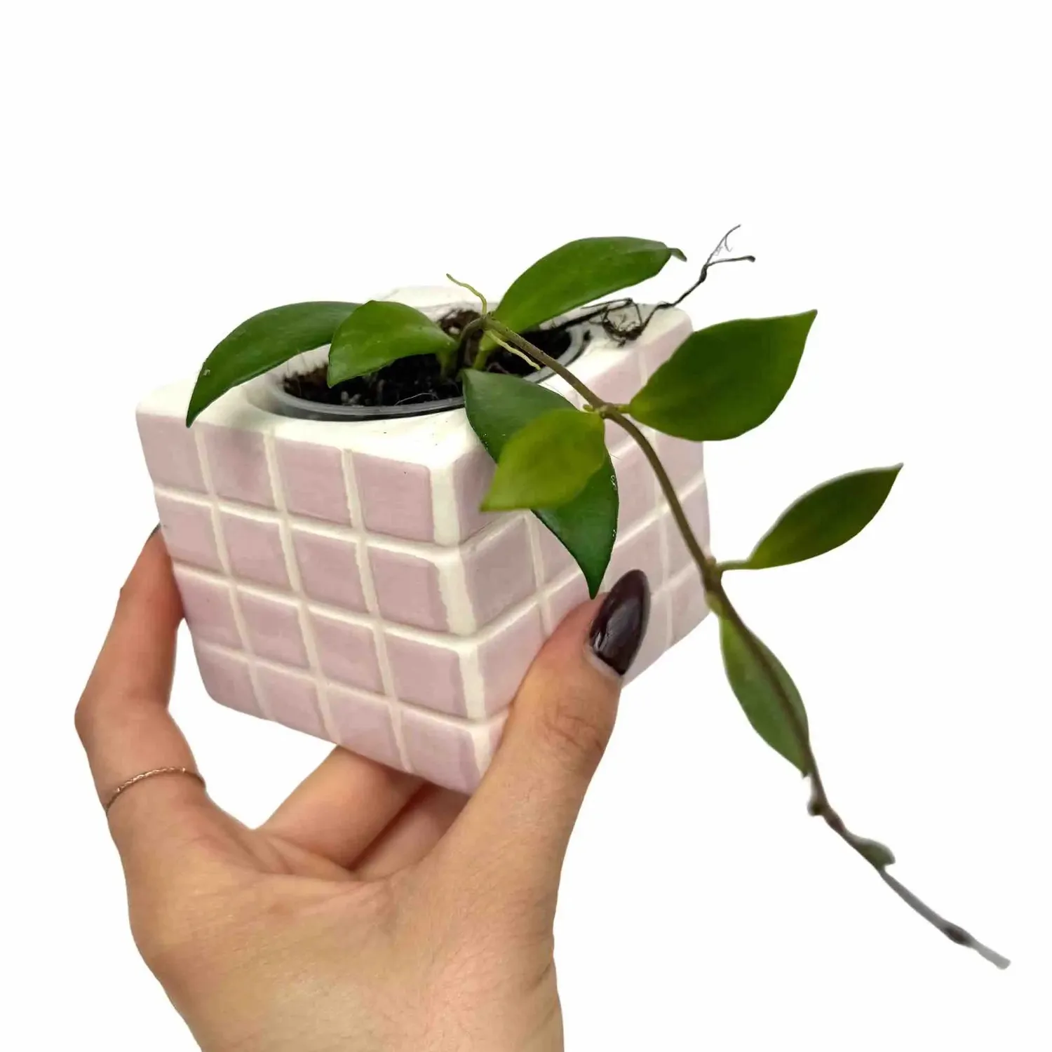 Plant and Stories Hoya Noona liane pot 6cm feuilles veloutées