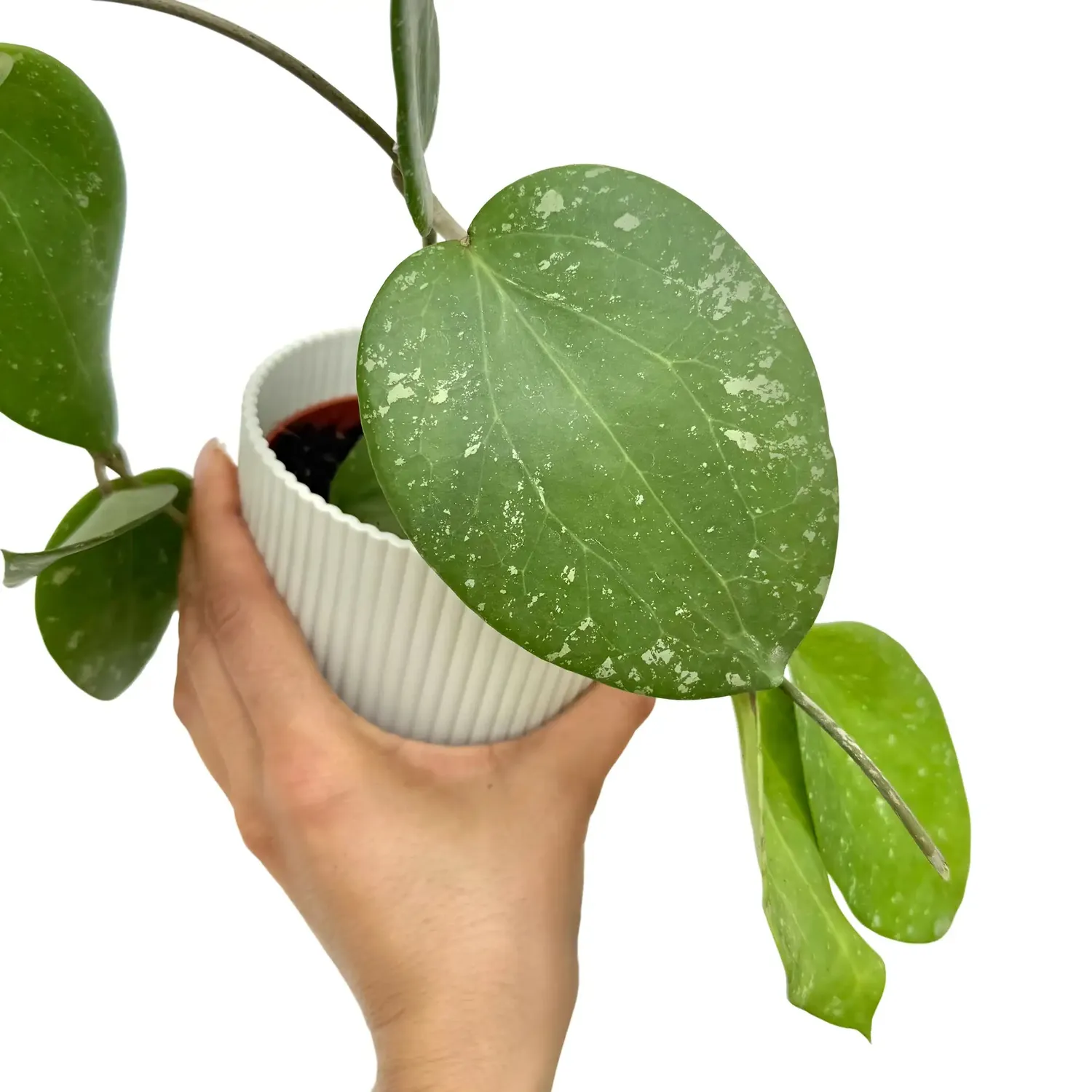 Plant and Stories Hoya Glabra Splash intérieur 10,5 cm