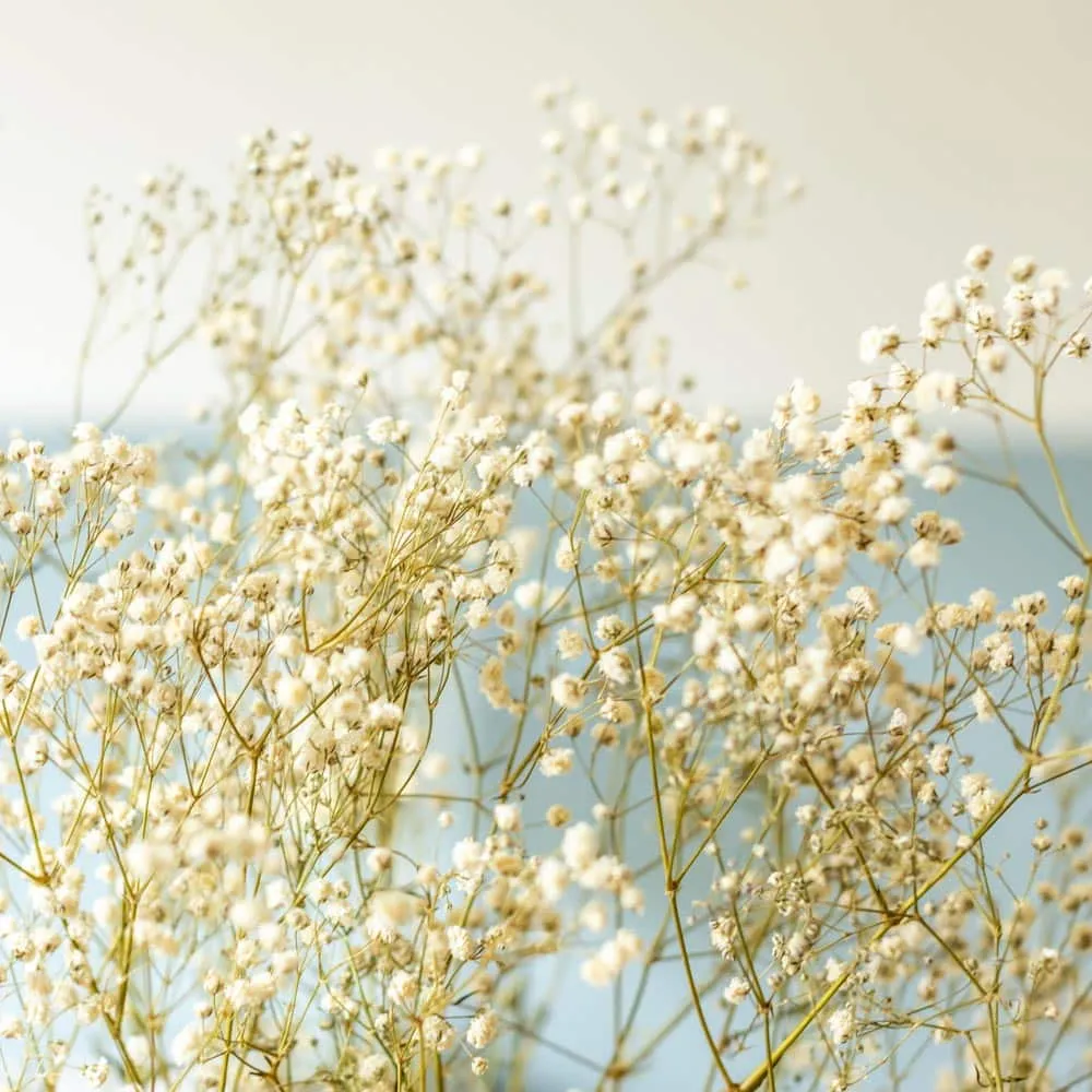 Réconciliation Végétale gypsophile bouquet fleurs séchées blanc 100g